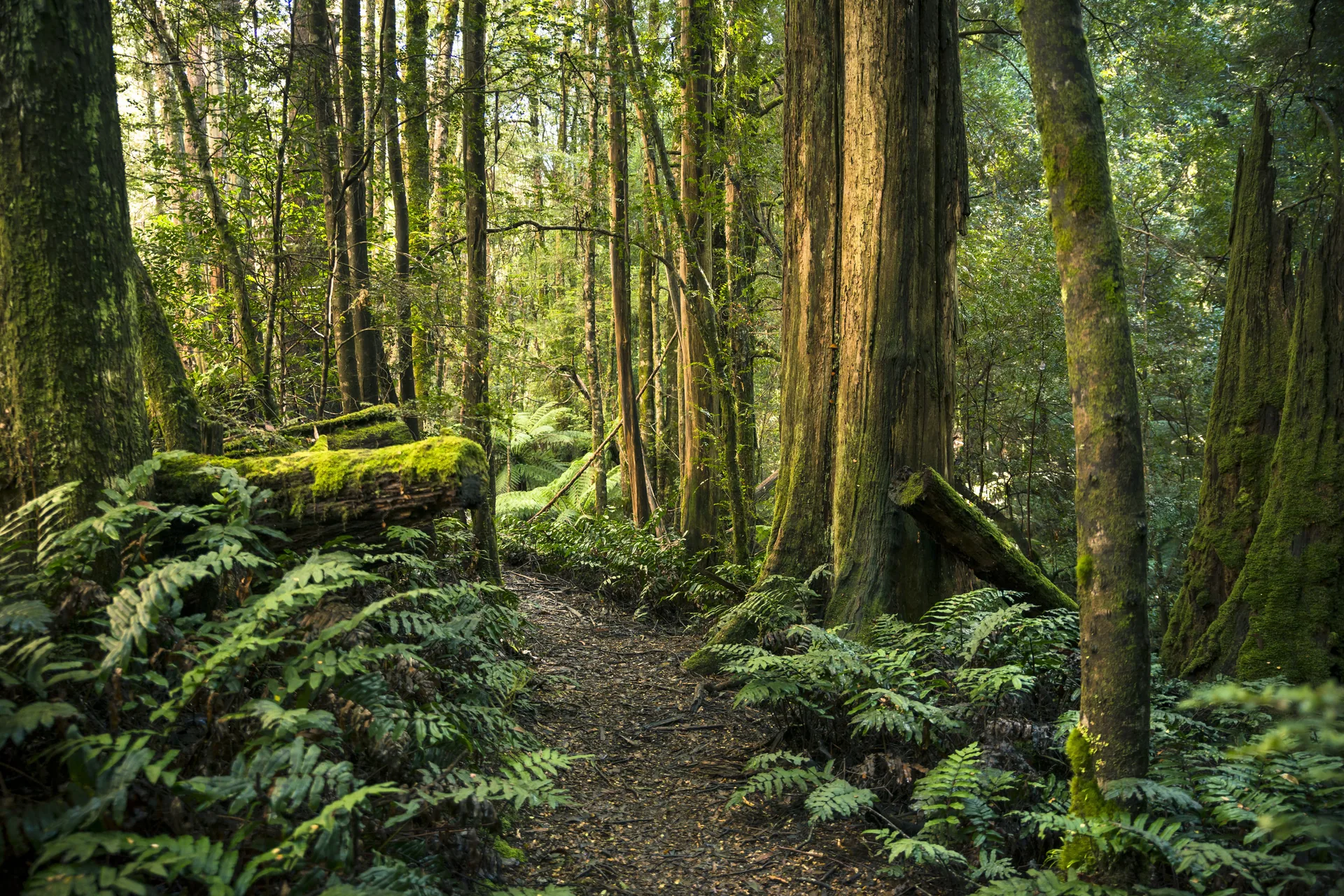 Rainforest walking trail in the Dandenong Ranges