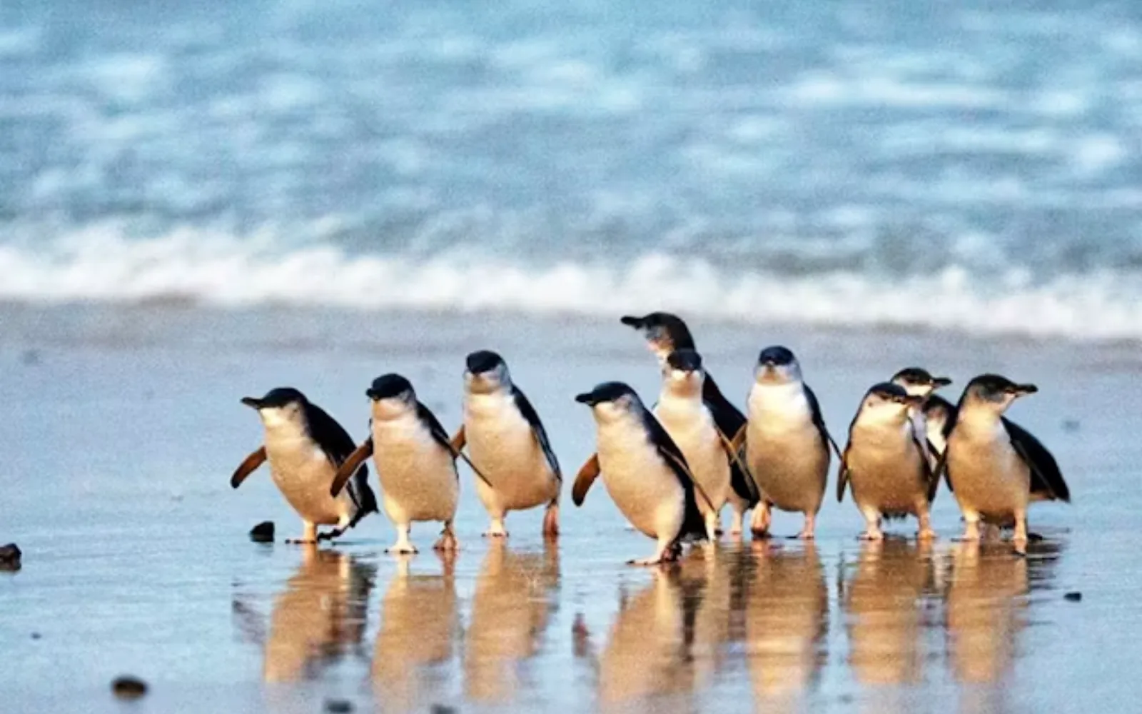 Little penguins arriving on the beach at Phillip Island