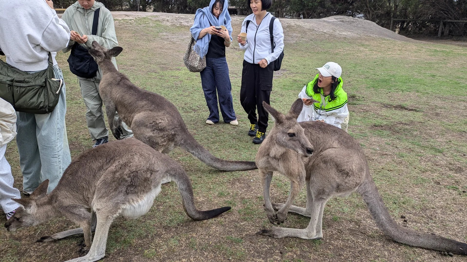 Guests meeting kangaroos at Maru