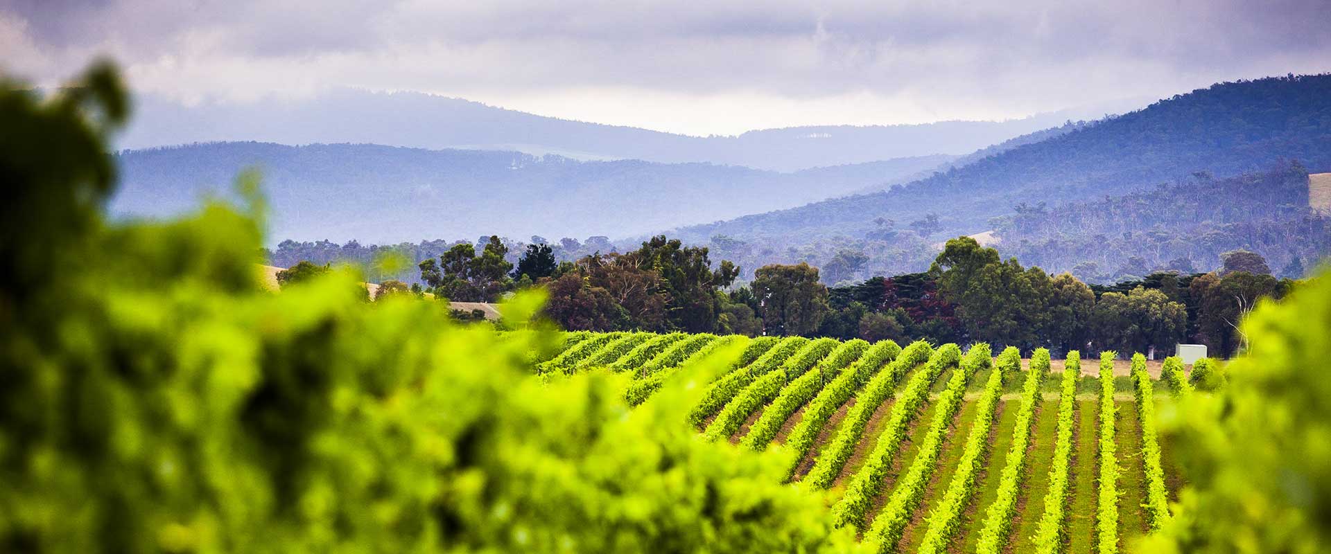 Rochford vineyard in the Yarra Valley