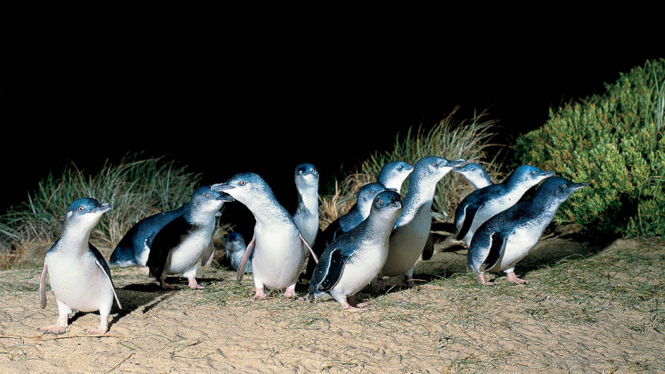 Little penguins returning to their colony at night
